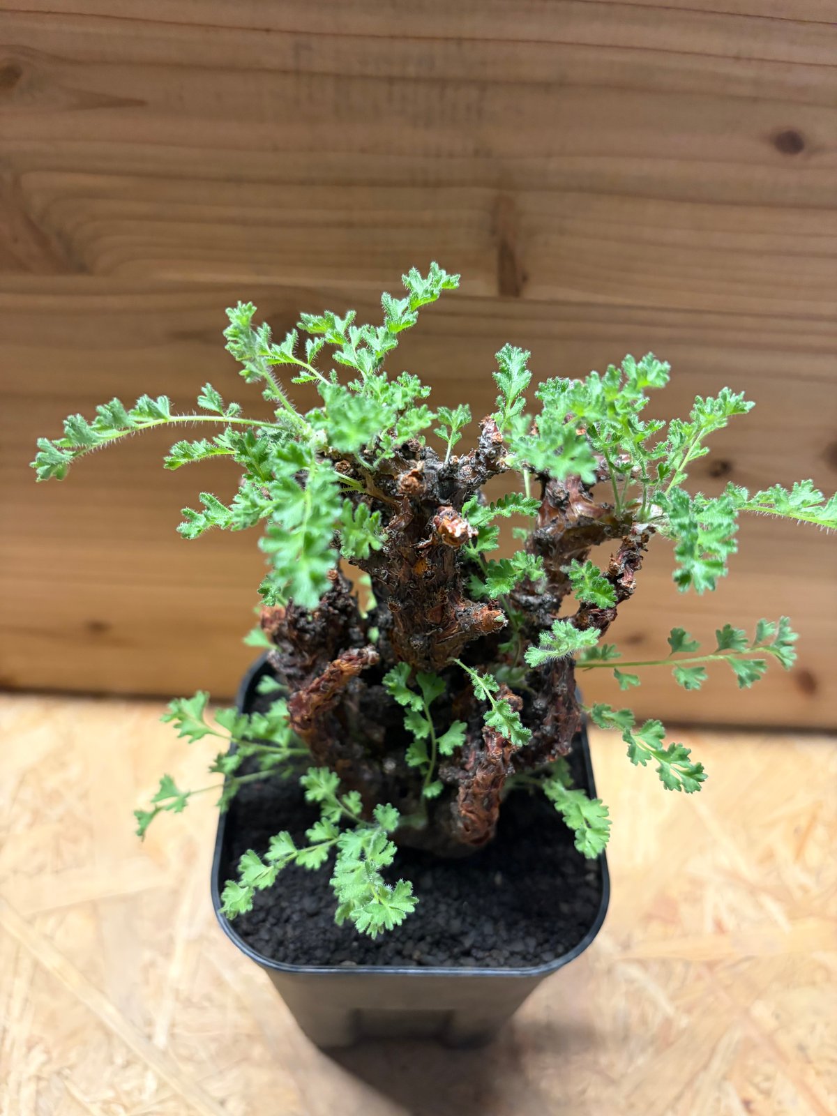 ペラルゴニウム アルテルナンス | GREEN LUCK