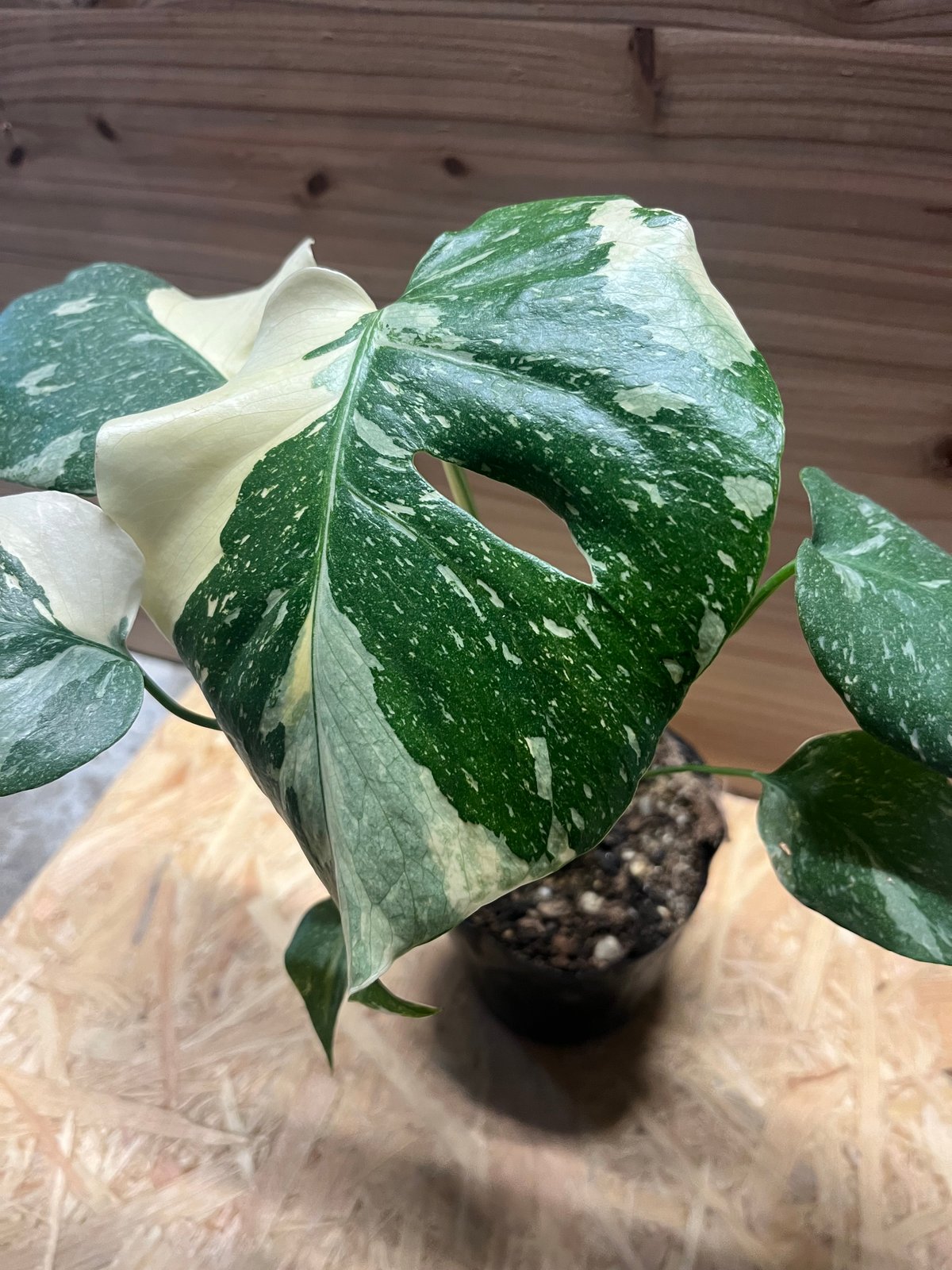 413 モンステラ　イエローモンスター Monstera deliciosa 413 モンステラ イエローモンスター Monstera deliciosa - メルカリ