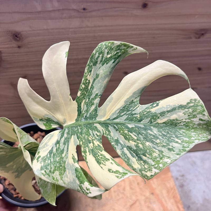 モンステラ デリシオーサ 'アイボリー' | GREEN LUCK