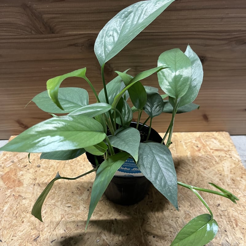 エピプレナム ピナツム セブブルー | GREEN LUCK