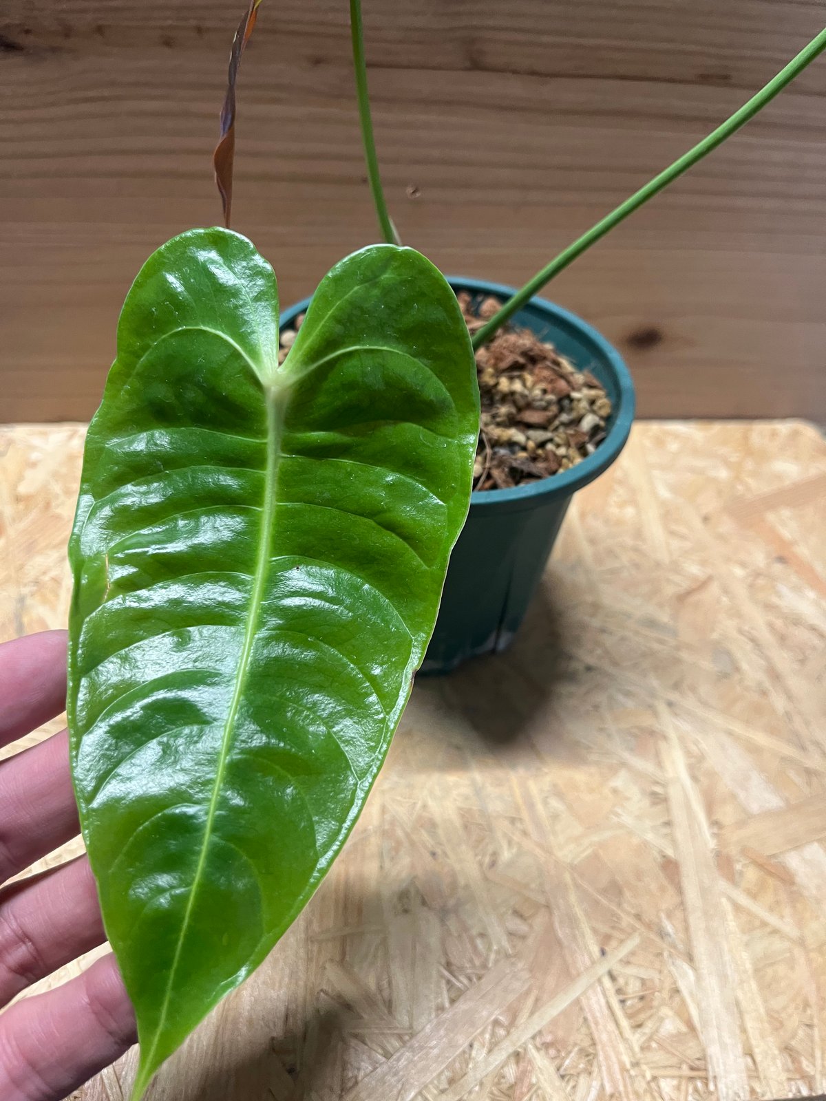 アンスリウム ベイチー ナローフォーム | GREEN LUCK