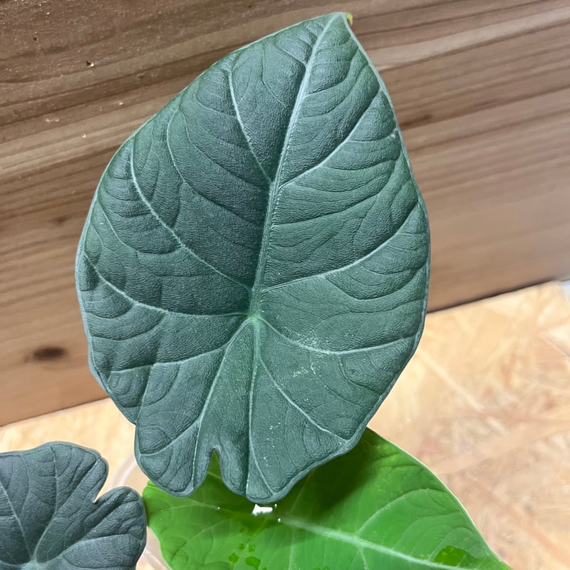 アロカシア マハラニ | GREEN LUCK