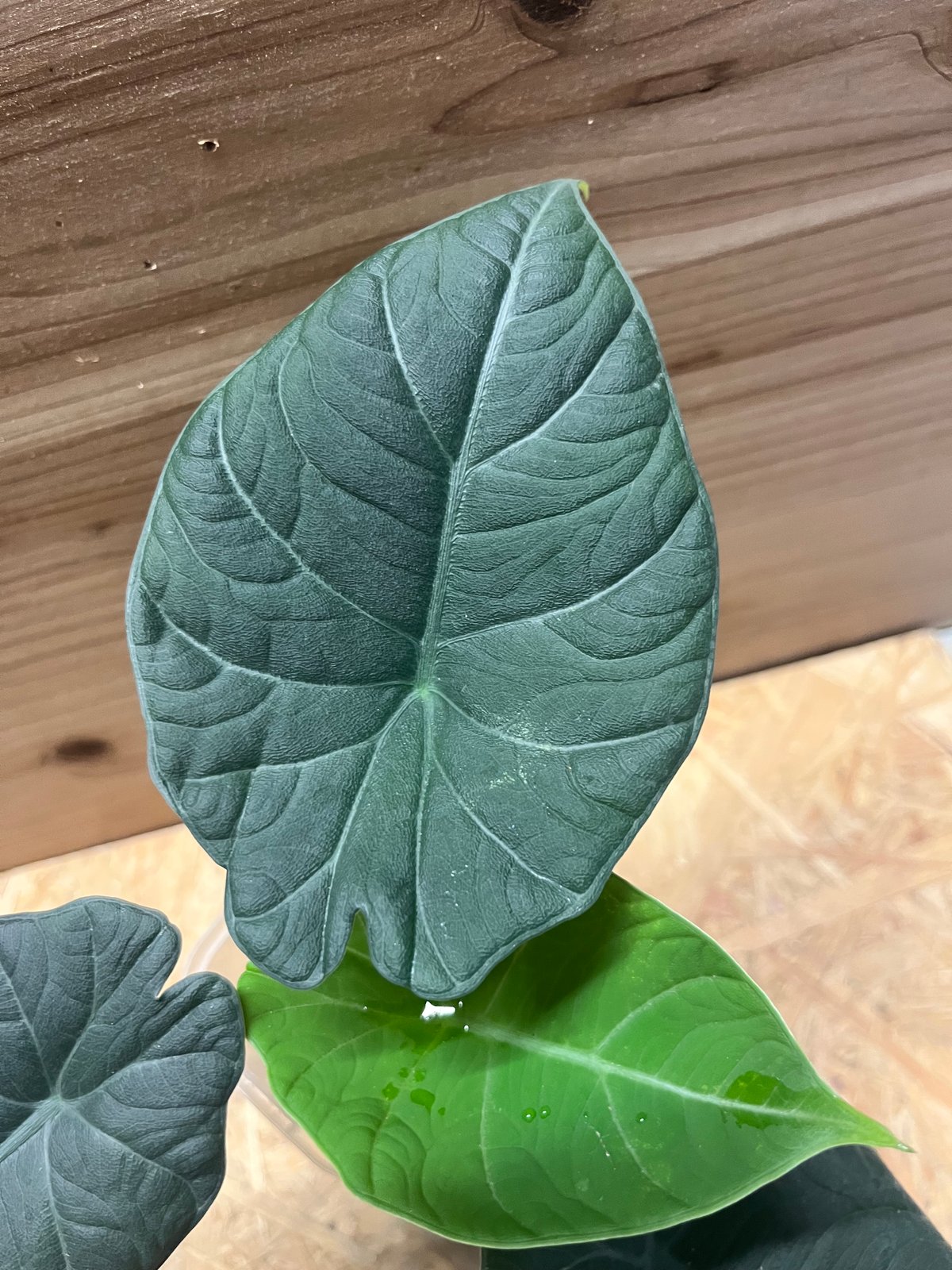 ①アロカシア マハラニ 斑入り Alocasia Maharani var. アロカシア マハラニ 斑入り ① Variegated alocasia maharani - Etsy 日本