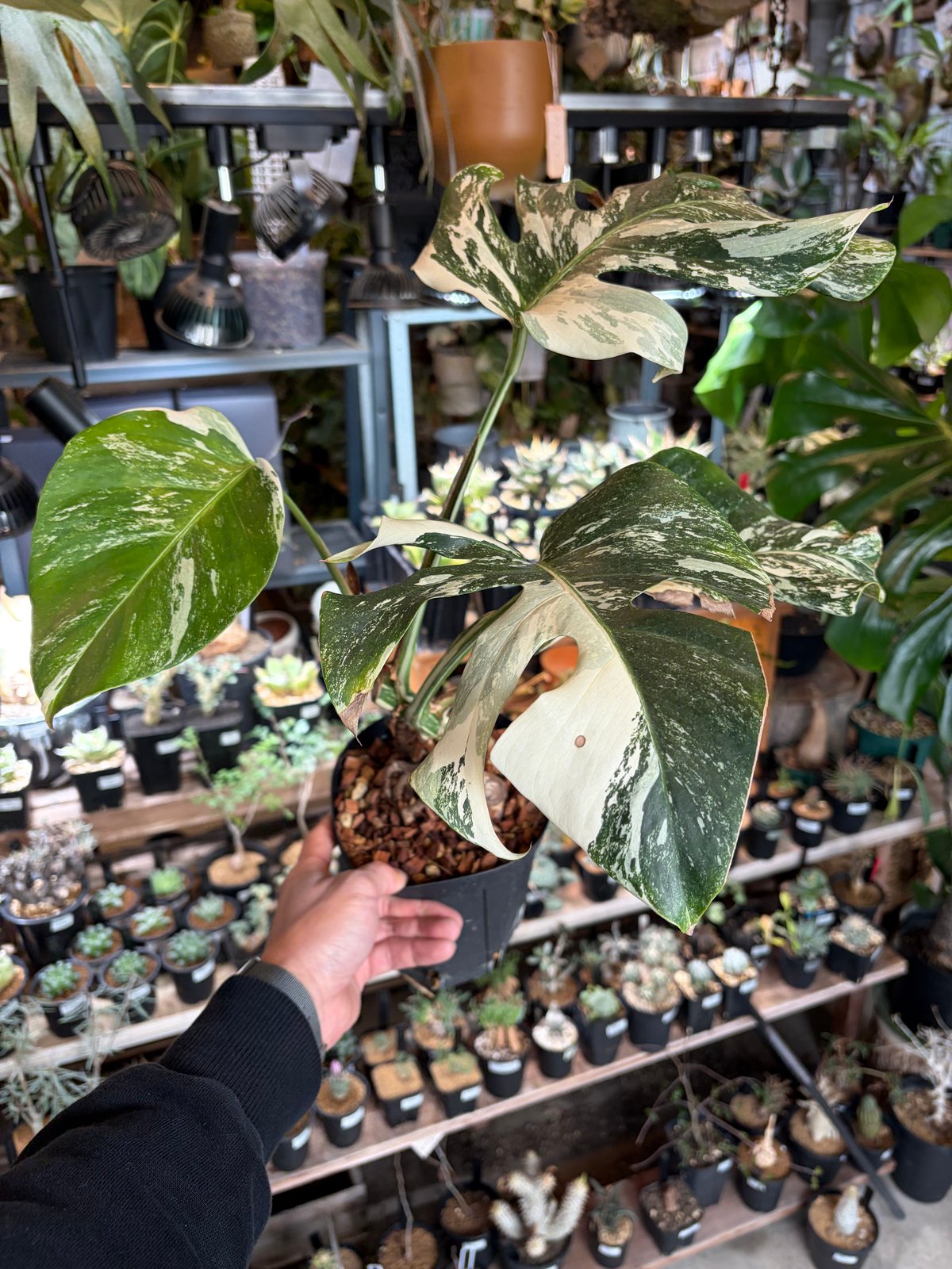 モンステラ 'ホワイトフェアリー' | GREEN LUCK