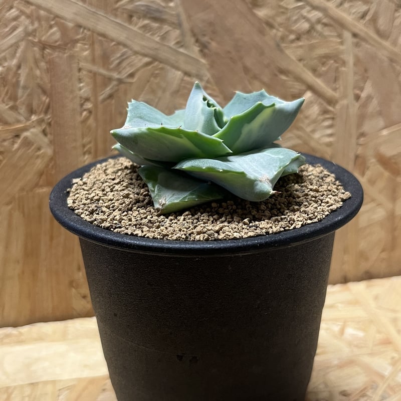 アガベ　イシスメンシス　大株 Royal agave産＞アガベ・イシスメンシス （小株）-001｜ agave