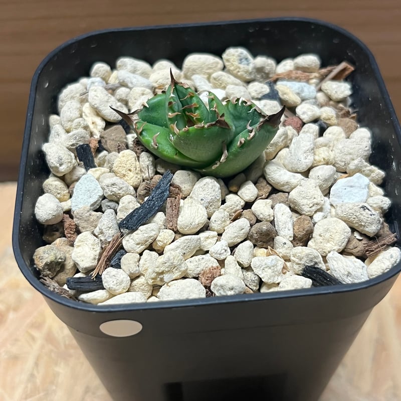 アガベ　チタノタ　クランキー　ブツブツ　子株付き アガベ チタノタ クランキー ブツブツ 子株付き アガベチタノタの子株