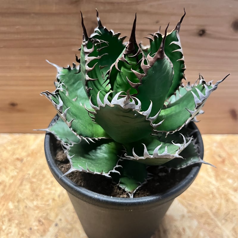 アガベ ホリダ 大株❗️ 子株付き❗️ アガベ ホリダ | GREEN LUCK