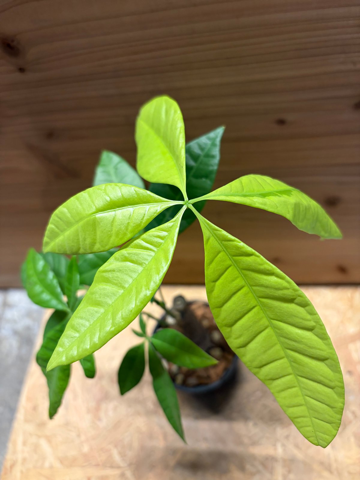 パキラ レモンライム | GREEN LUCK