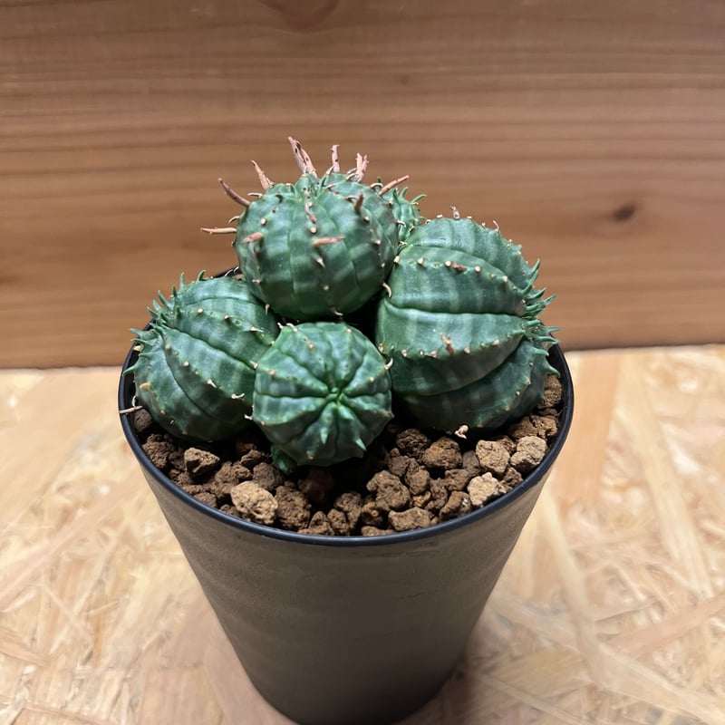 ユーフォルビア バリダ　大株群生　現品鉢ごと発送 ユーフォルビア バリダ 群生 | GREEN LUCK