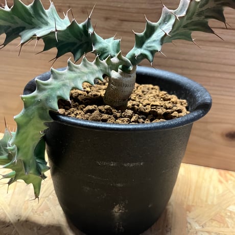 ユーフォルビア　トルチラマ