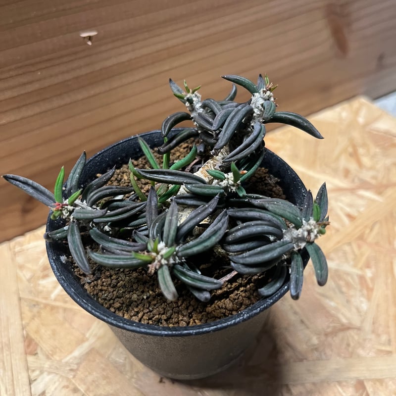 ユーフォルビア キリンドリフォリア | GREEN LUCK