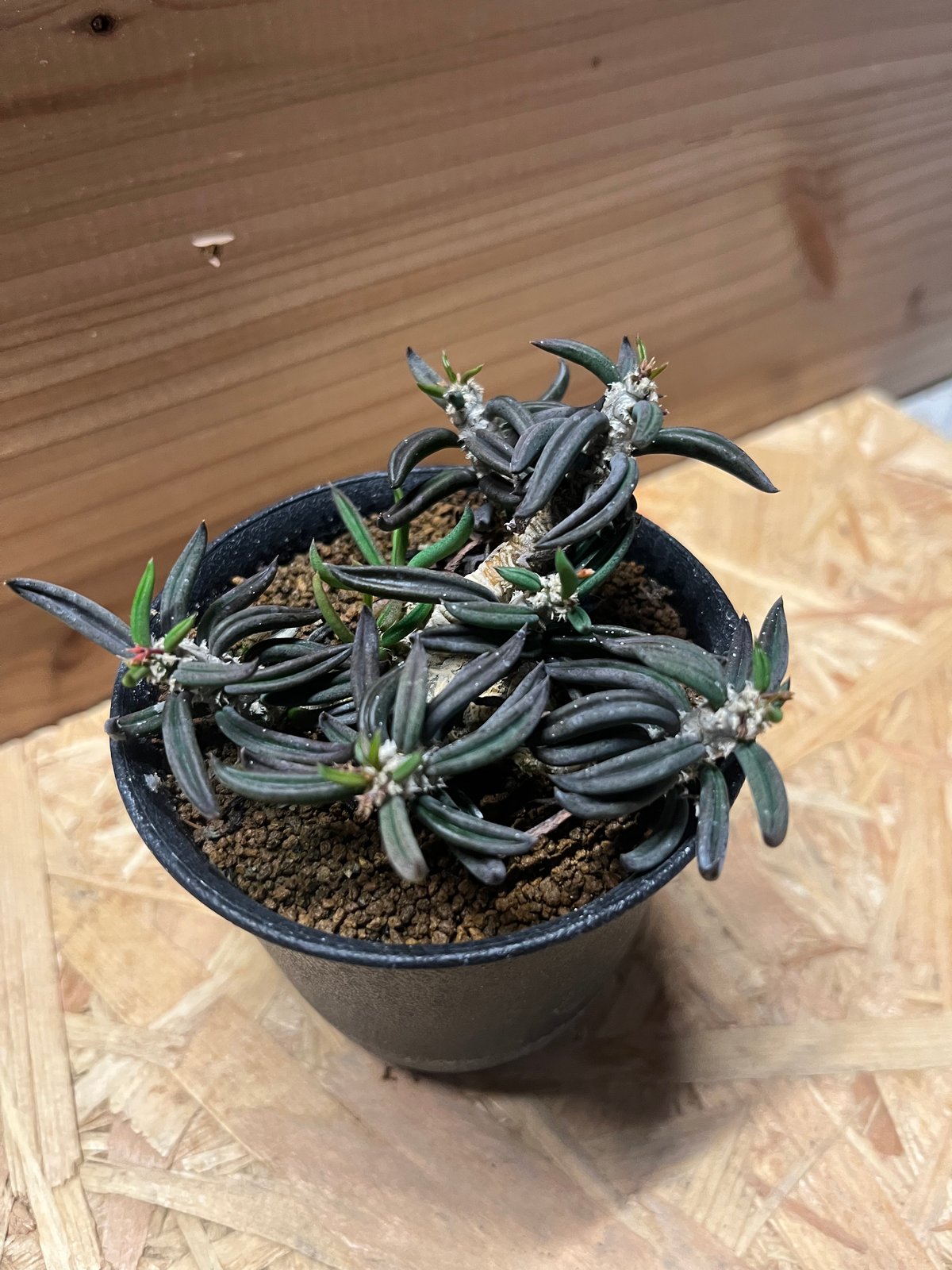 ユーフォルビア キリンドリフォリア | GREEN LUCK