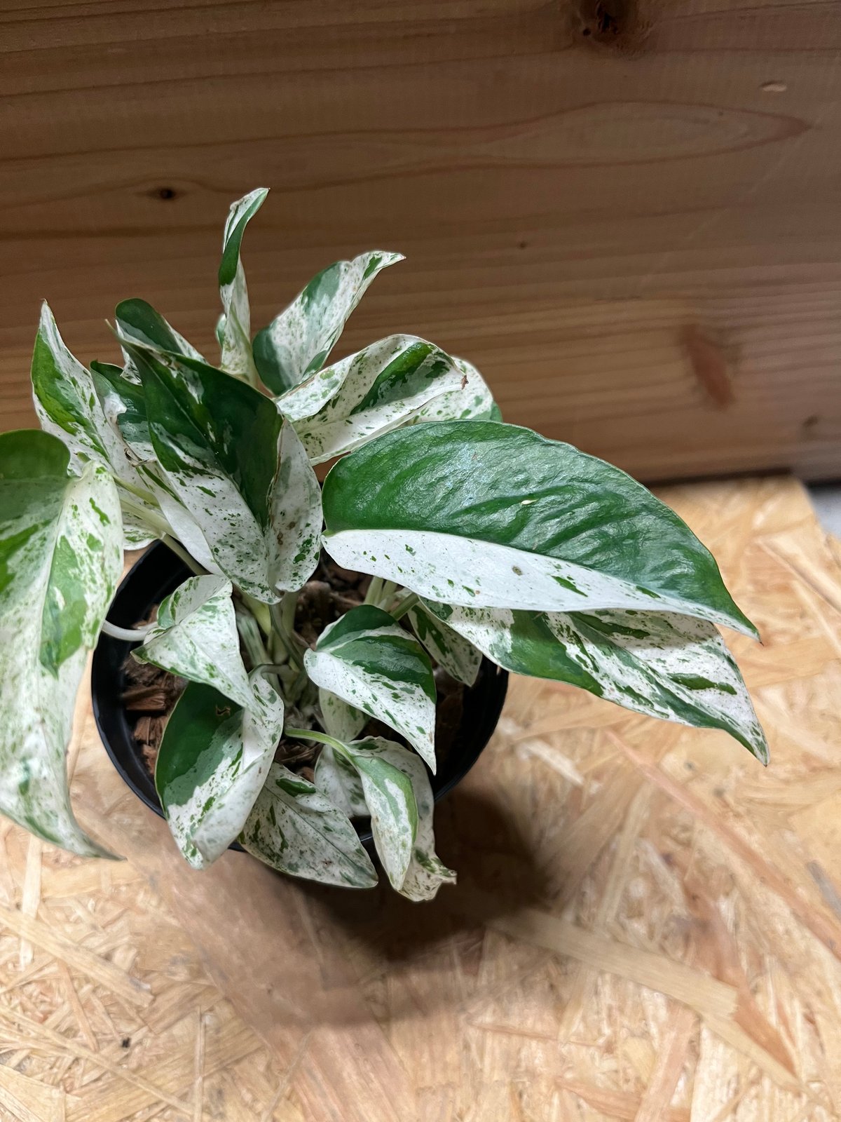 エピプレナム ピナツム マーブル | GREEN LUCK