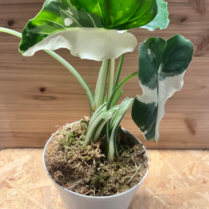 斑入りクワズイモ アロカシア オドラ | GREEN LUCK