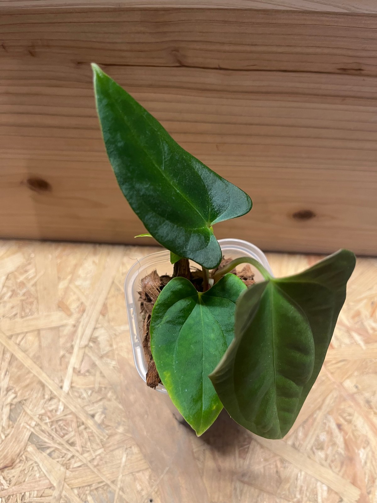 アンスリウム　パピリラミナム アンスリウム パピリラミナム | GREEN LUCK