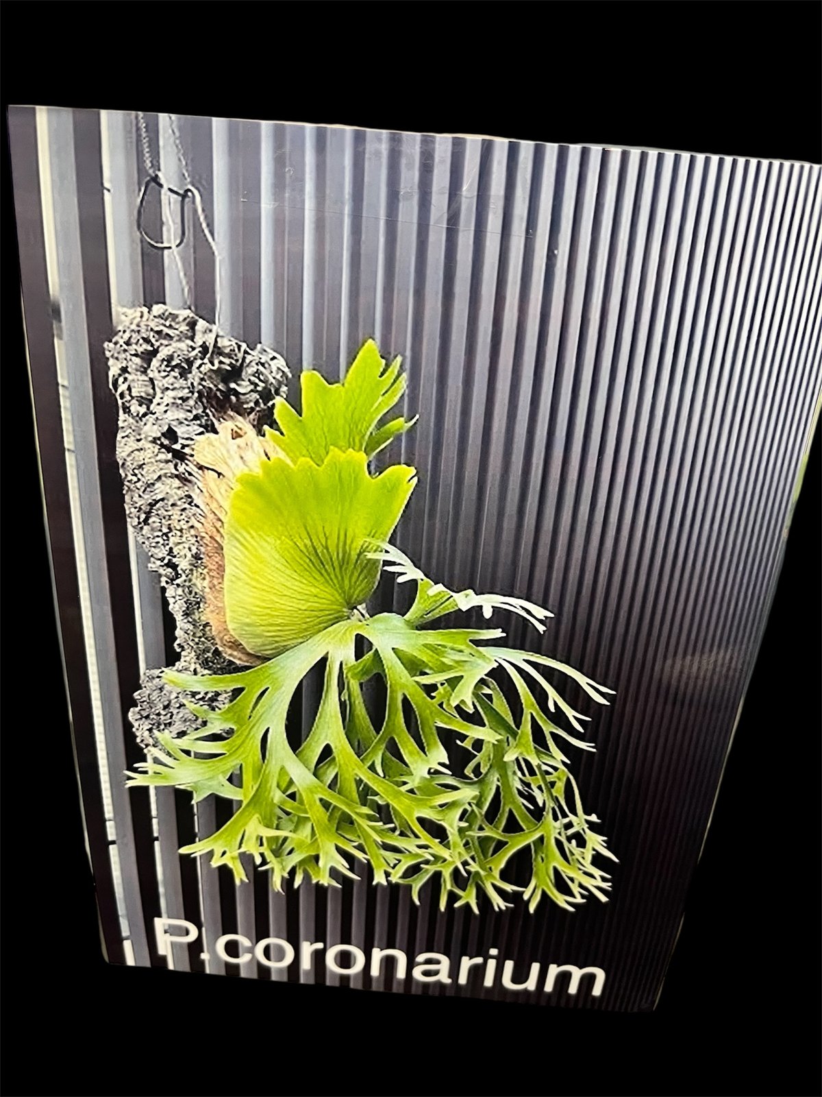 ビカクシダ コロナリウム | GREEN LUCK