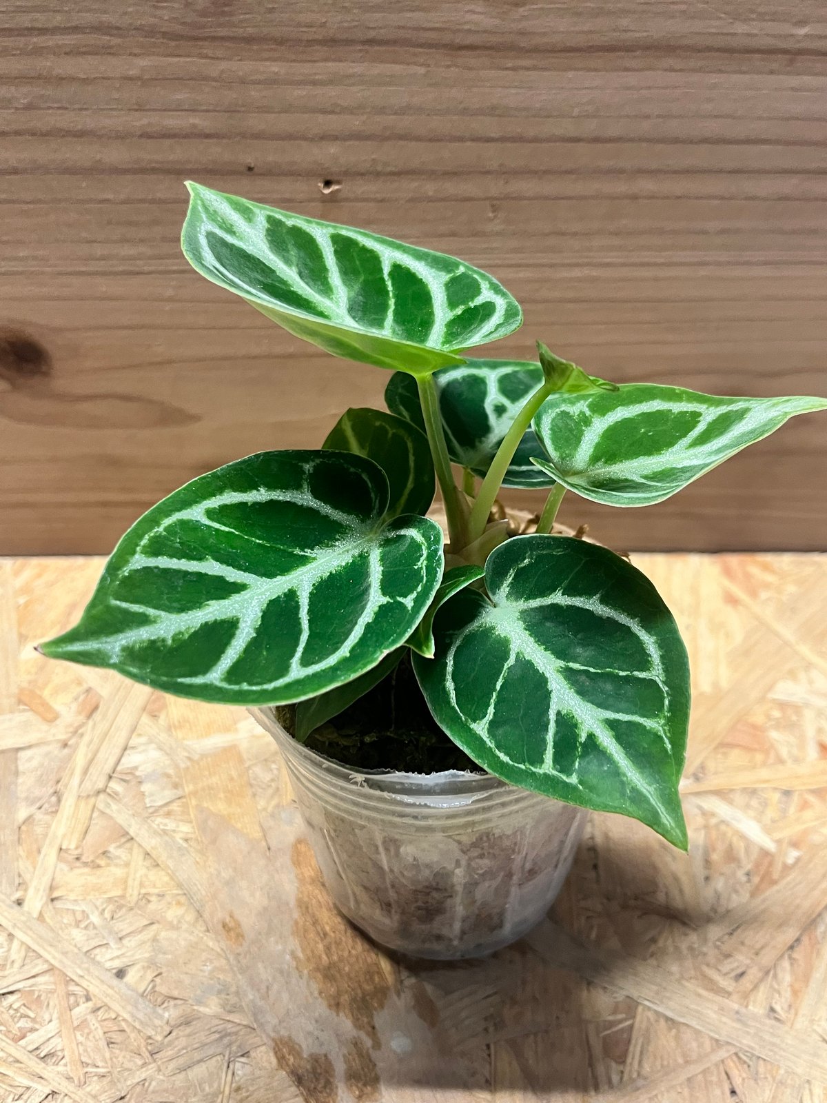 アンスリウム ドラヤキ | GREEN LUCK