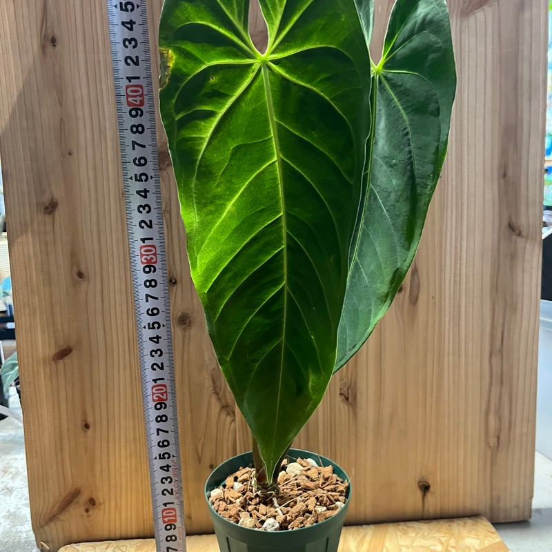 アンスリウム メタリカム | GREEN LUCK