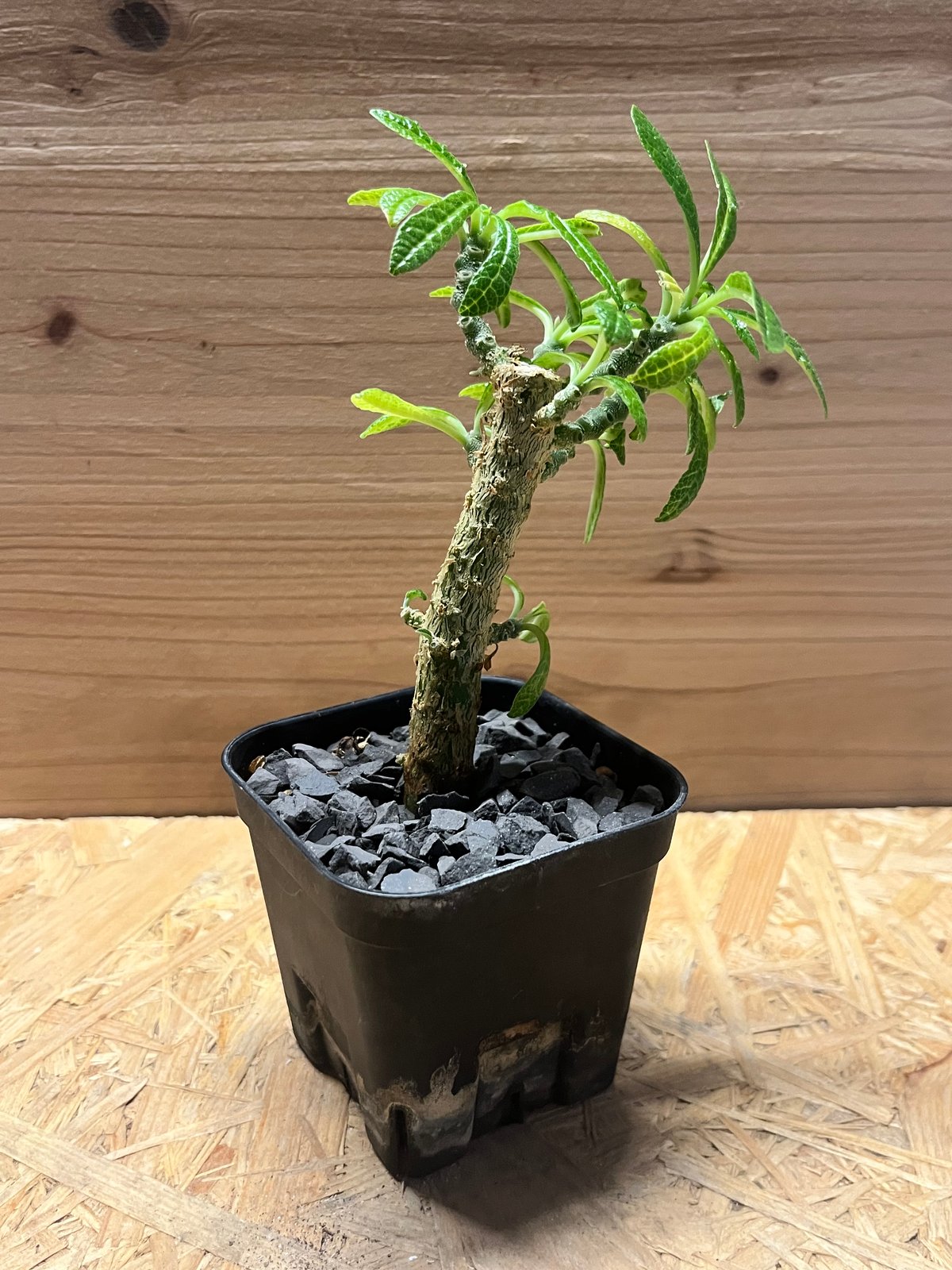 ドルステニア ギガス | GREEN LUCK