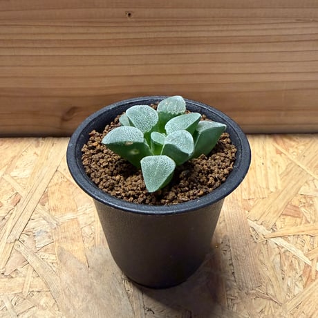 ピグマエア | STORES