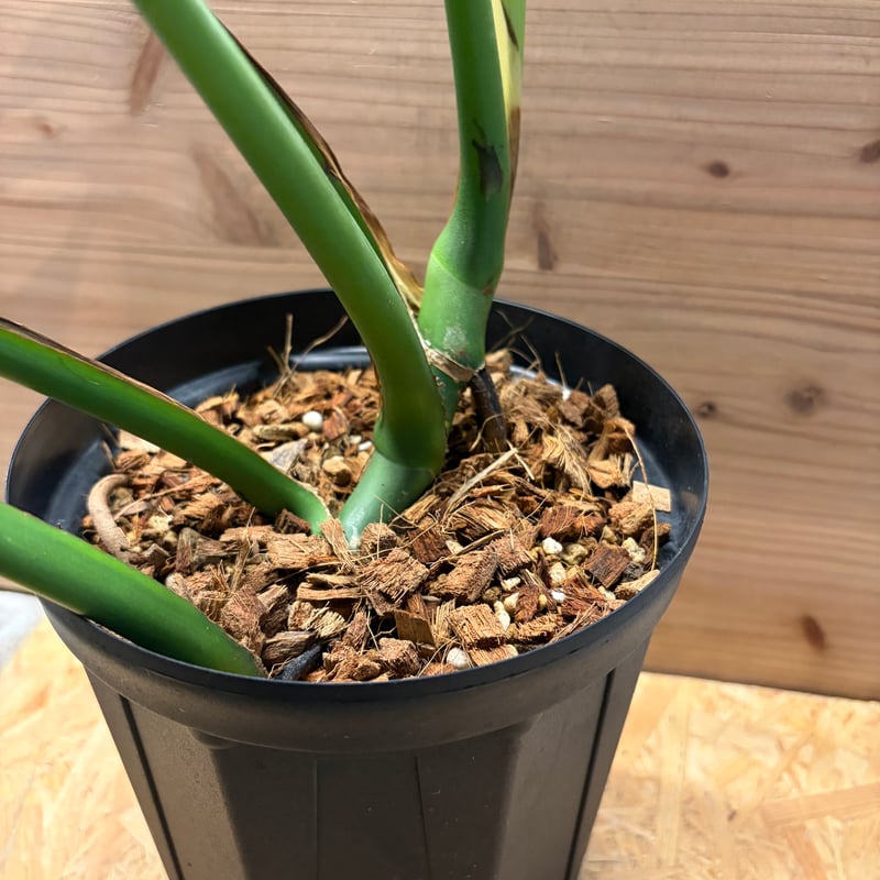 モンステラ 'バールマルクスフレーム' | GREEN LUCK