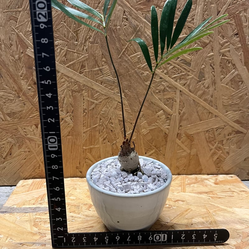 ザミア フロリダーナ×伝市鉢 | GREEN LUCK