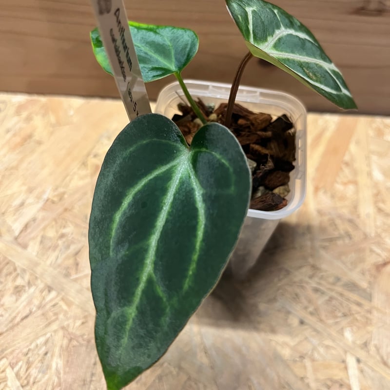 アンスリウム カーラブラッキー ナロー | GREEN LUCK