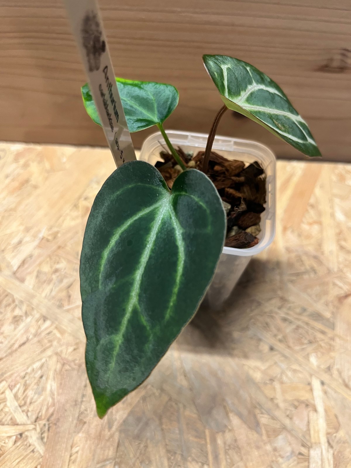 アンスリウム カーラブラッキー ナロー | GREEN LUCK