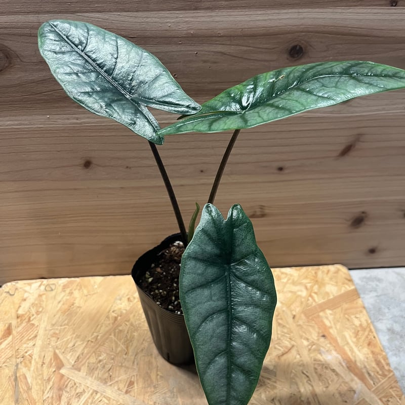 アロカシア メタリックブルー | GREEN LUCK