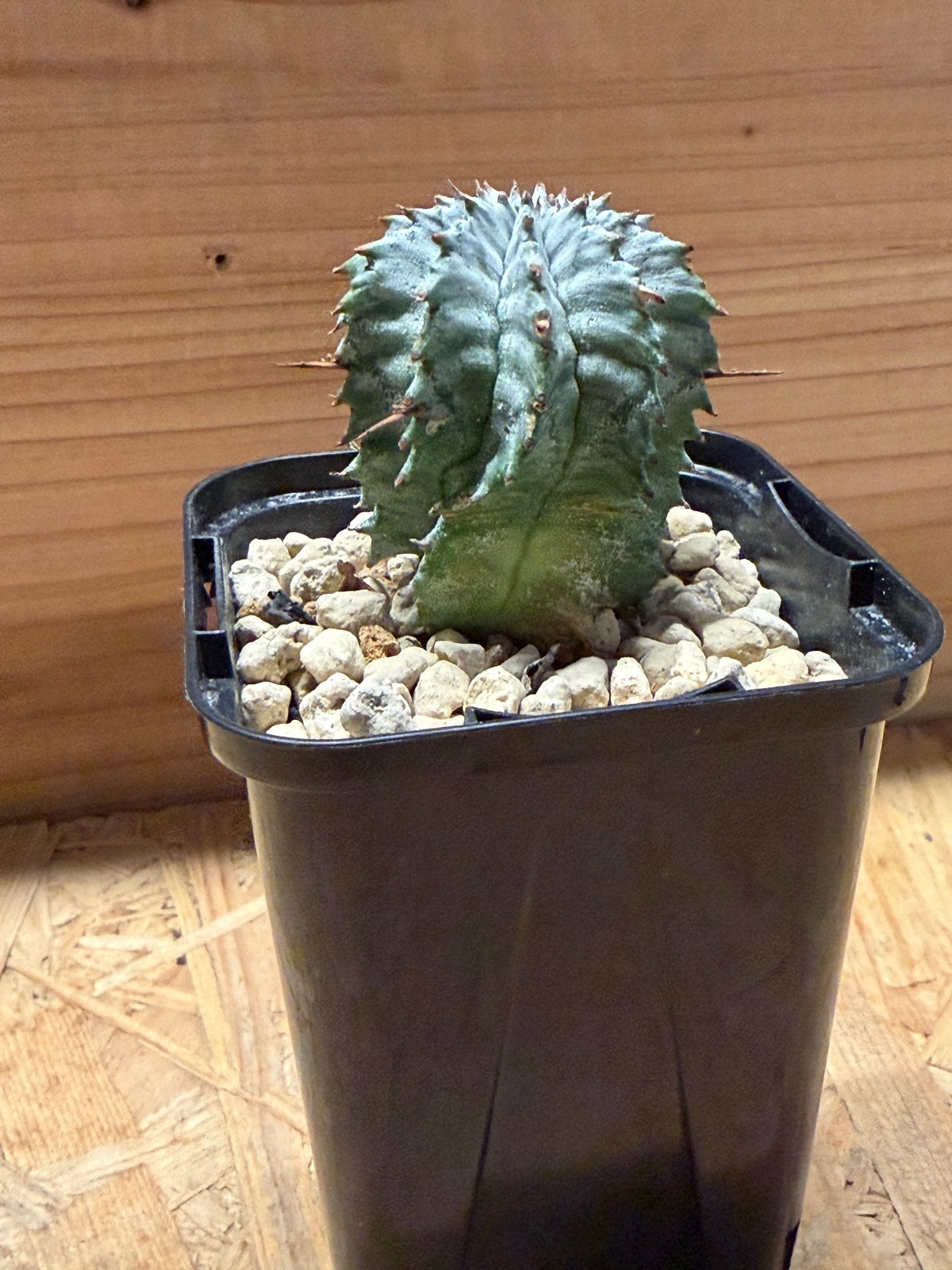 ユーフォルビア ホリダ ゼブラホリダ | GREEN LUCK