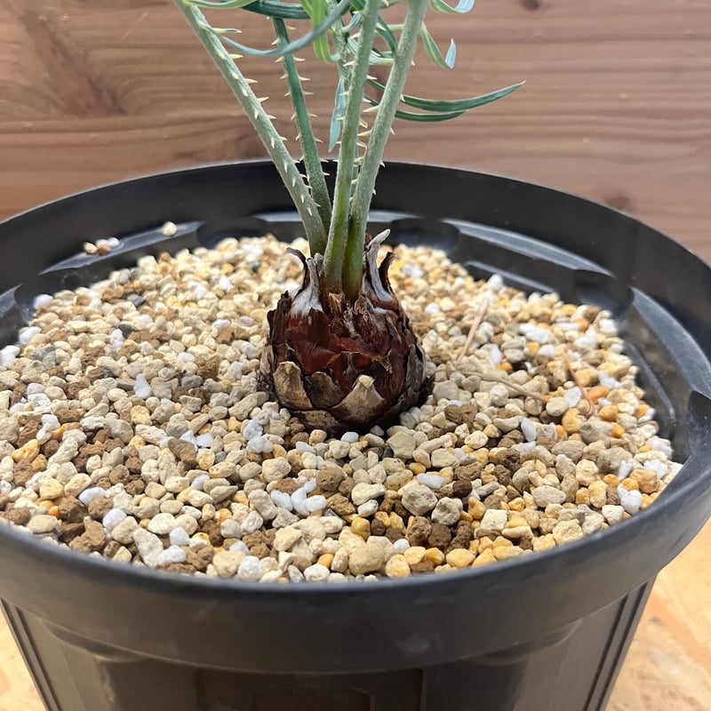 サイカス コッツシアーナ | GREEN LUCK