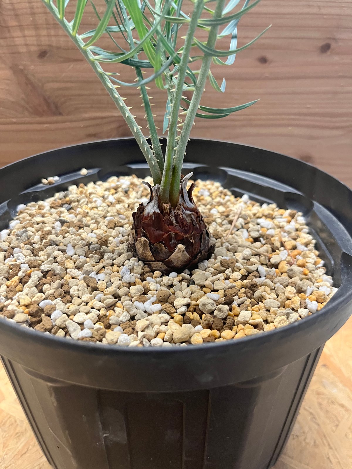 サイカス コッツシアーナ | GREEN LUCK