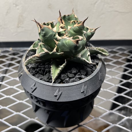 塊棘倶楽部　'Brothers Pot Volt'
