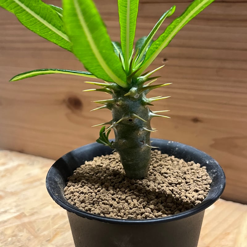 パキポディウム アンボンゲンセ | GREEN LUCK 