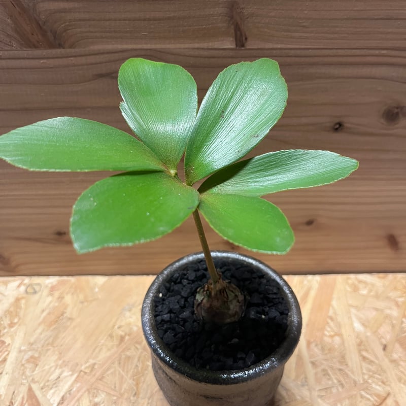 斑入りソテツ ザミア メキシコザミア 斑入りザミア 【公式通販】