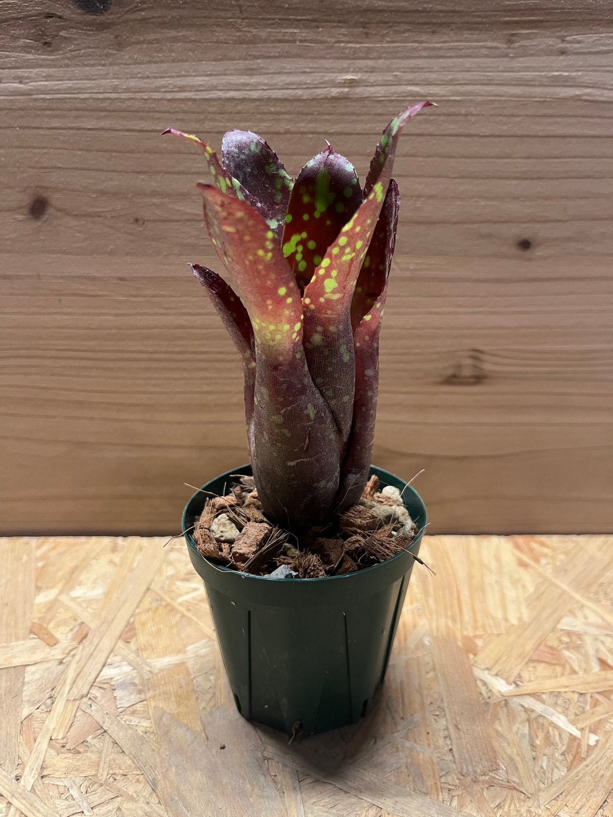 ネオレゲリア クロロスティクタ | GREEN LUCK