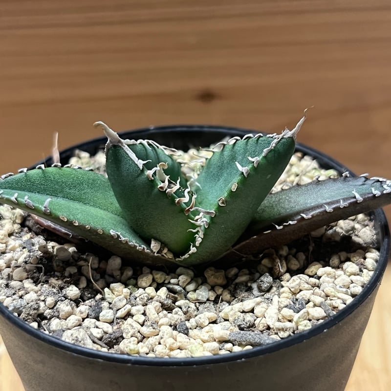 アガベ チタノタ 南アフリカダイヤモンド SAD メリクロン