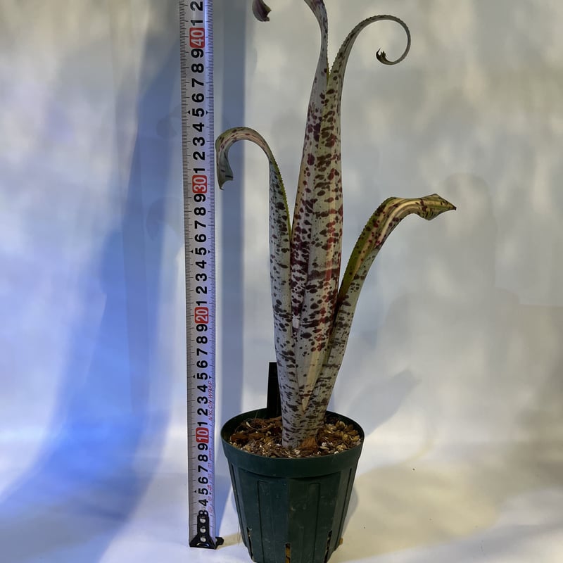 ケスネリア ラファエルオリベイラ | GREEN LUCK