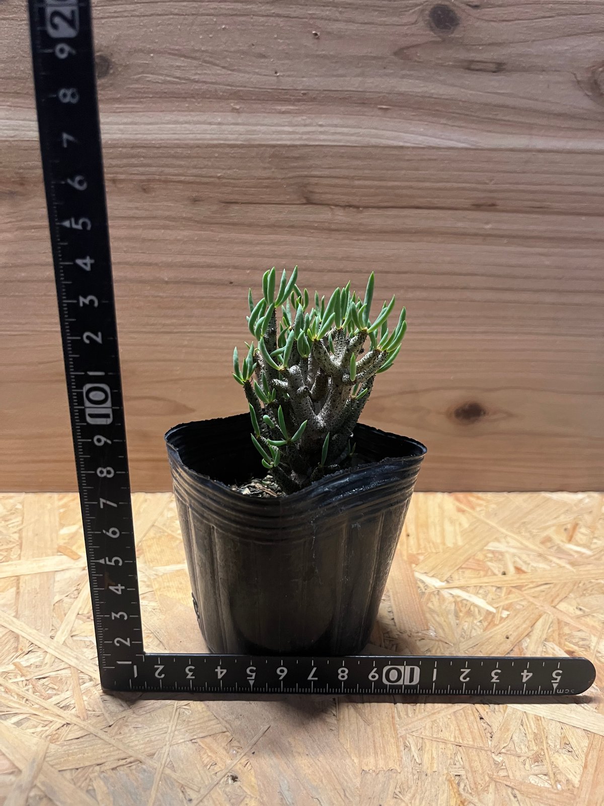 チレコドン ブッコルジアヌス | GREEN LUCK