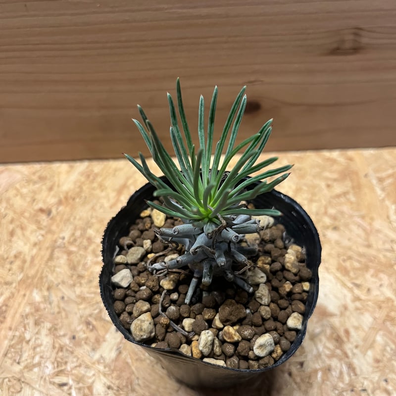 チレコドン ワリチー 大株 Tylecodon wallichii【チレコドン・ワリチー】 | RIMO'S GREEN