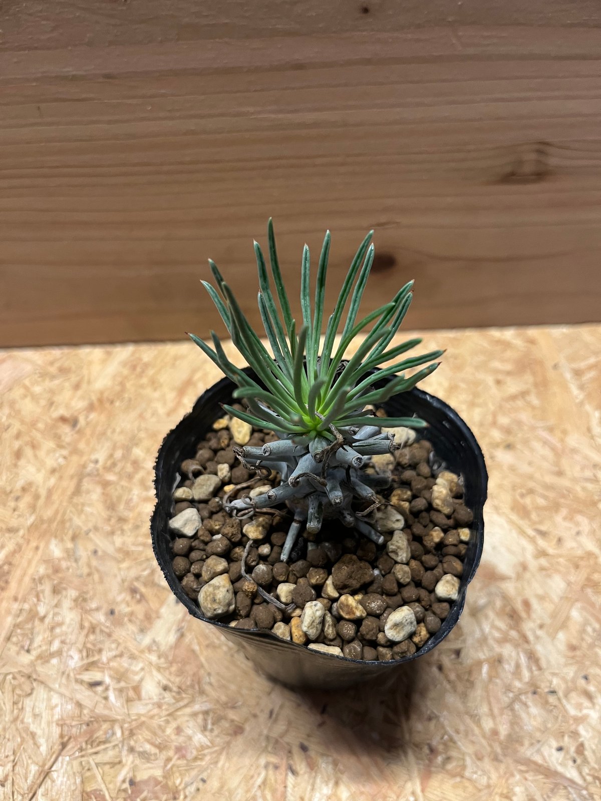 チレコドン※ワリチー チレコドン ワリチー | GREEN LUCK