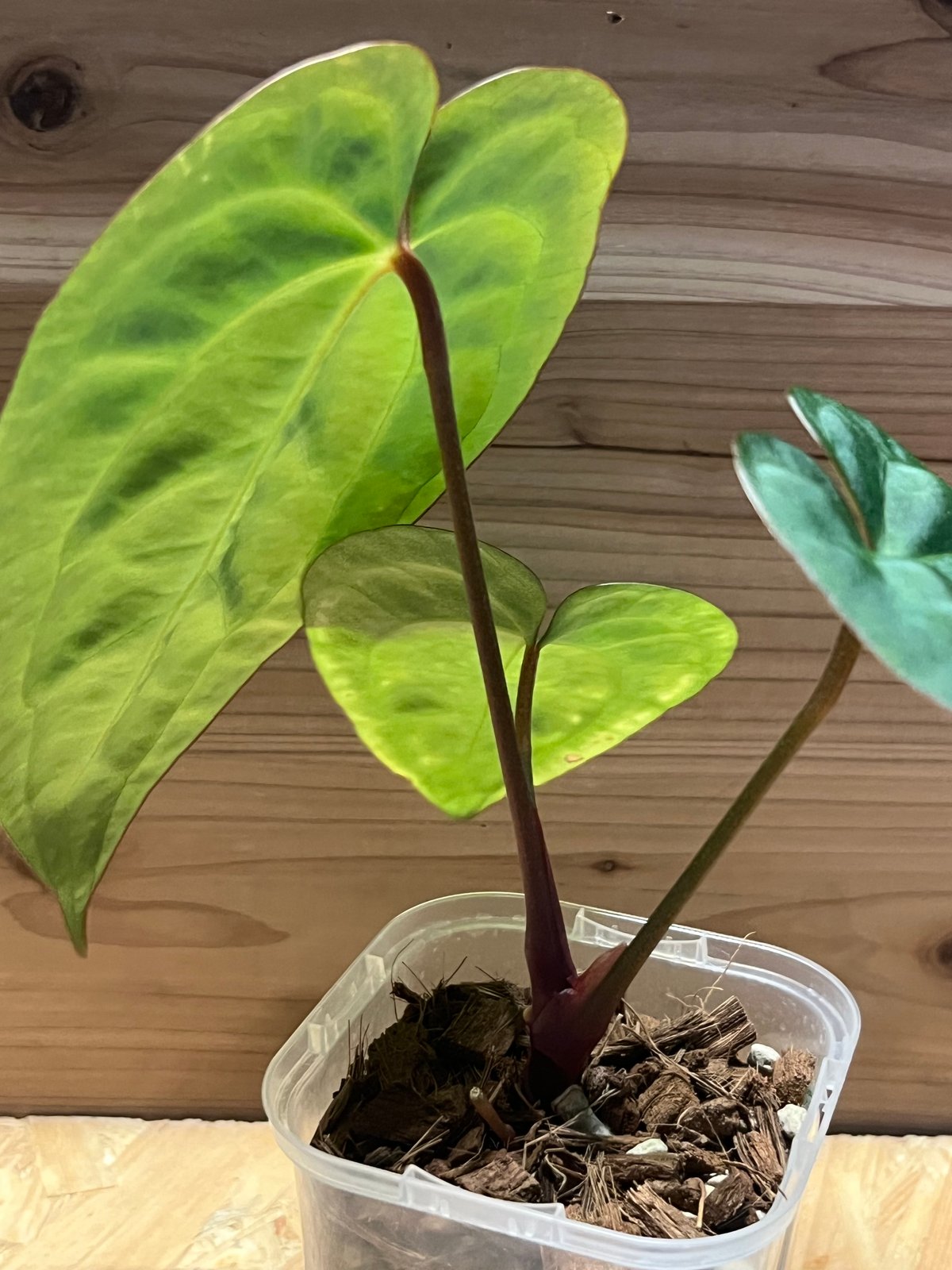 アンスリウム　NO ID アンスリウム NO ID | GREEN LUCK