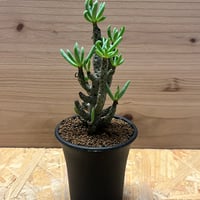 パキポディウム ドラケイ | GREEN LUCK