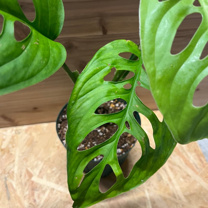 モンステラ　エスケレート 冬の間も新しい葉を開き続けてきたモンステラエスケレート - 私