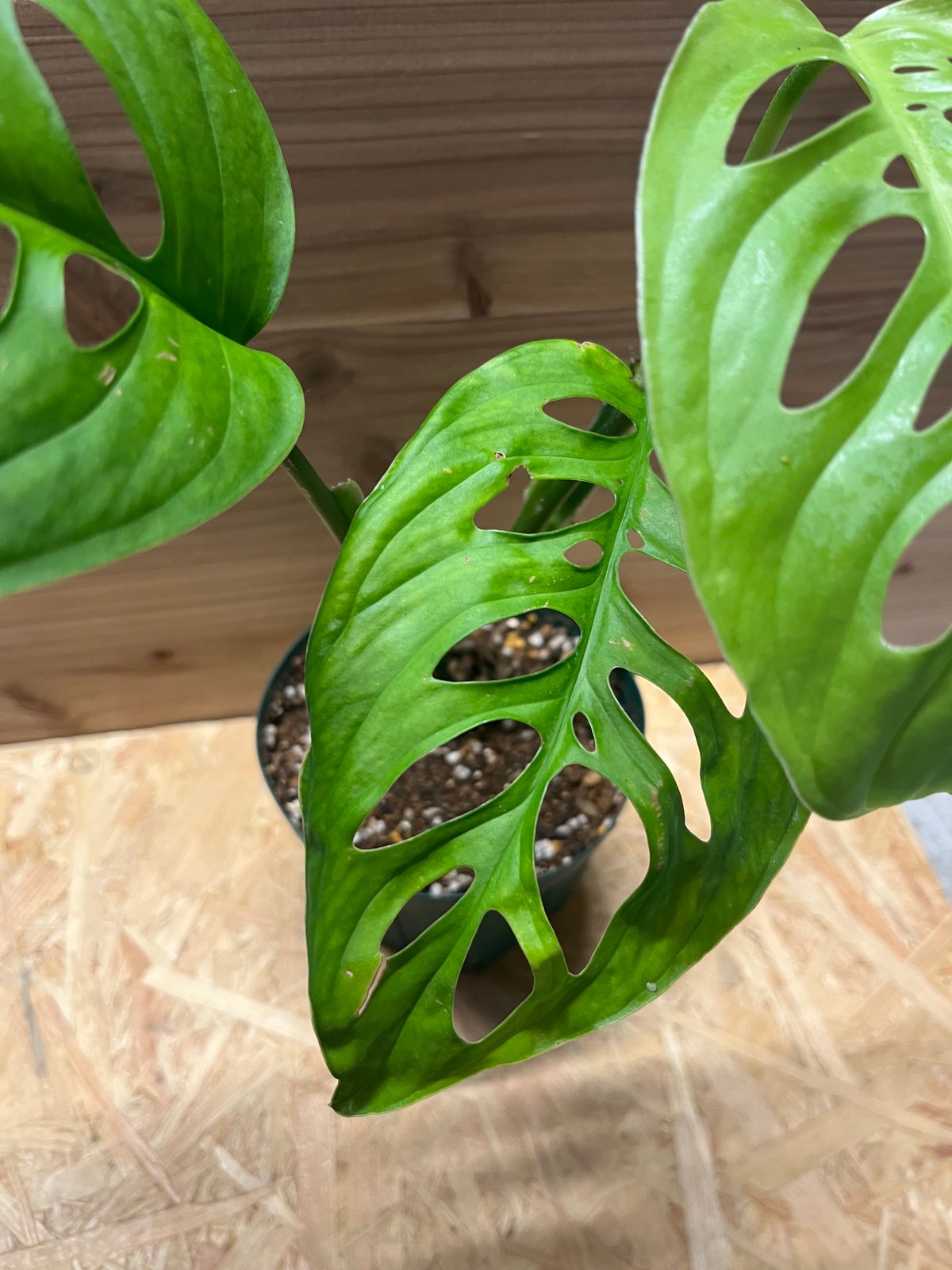 モンステラ エスケレート | GREEN LUCK