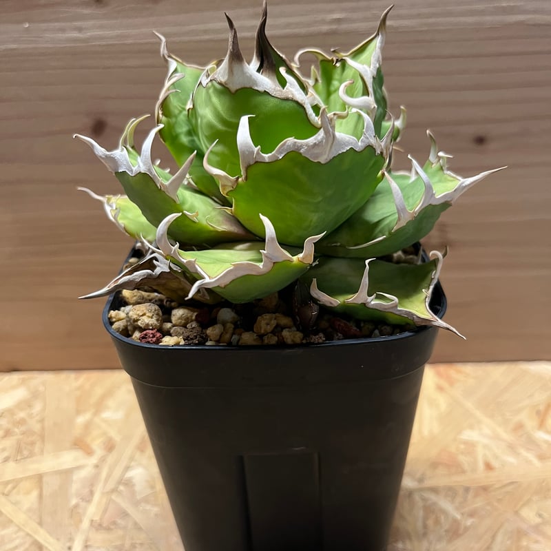 アガベ チタノタ クレイジー | GREEN LUCK