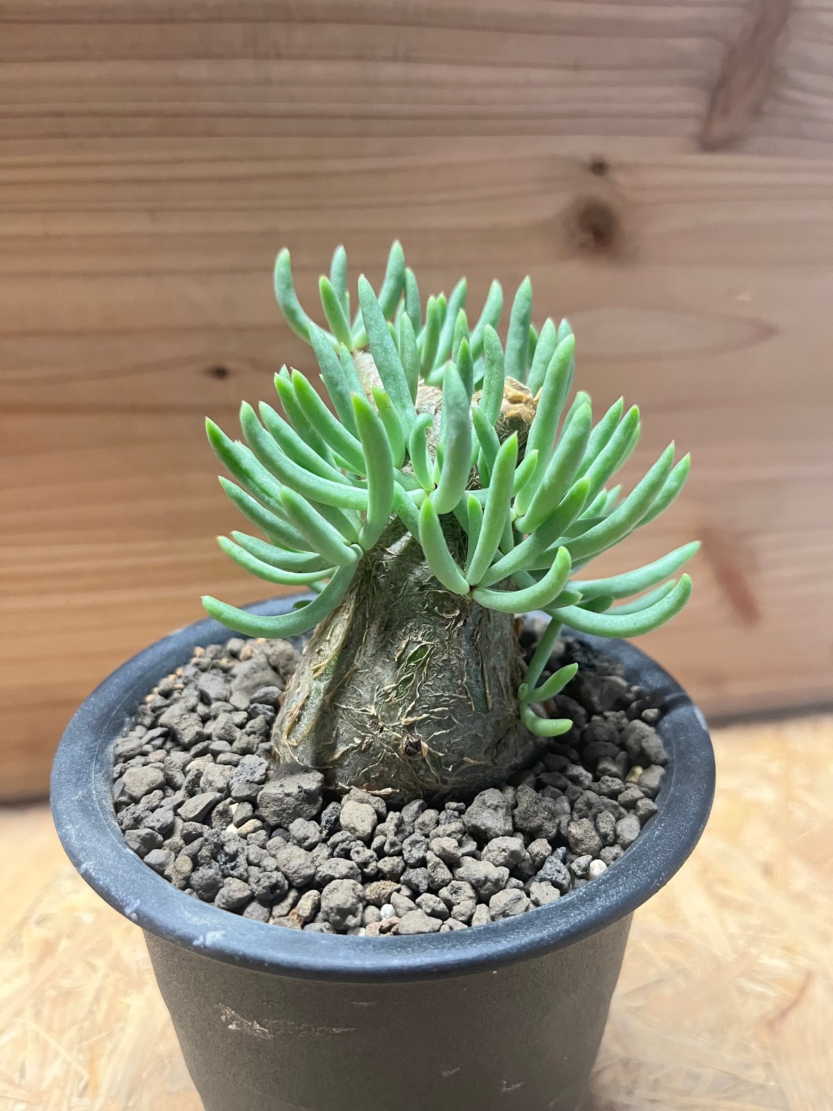 チレコドン ペアルソニー | GREEN LUCK