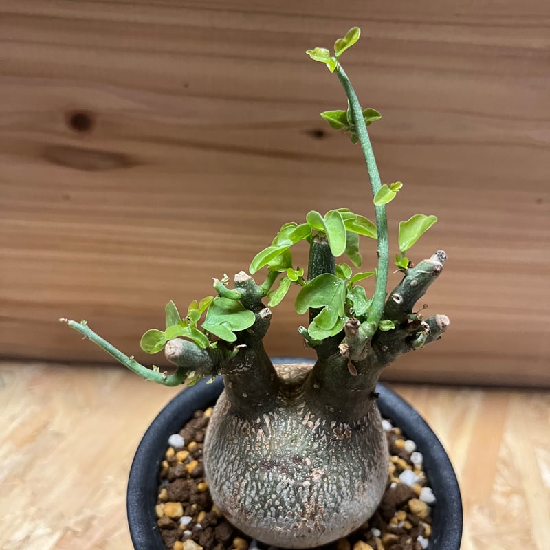 アデニア スピノーサ | GREEN LUCK