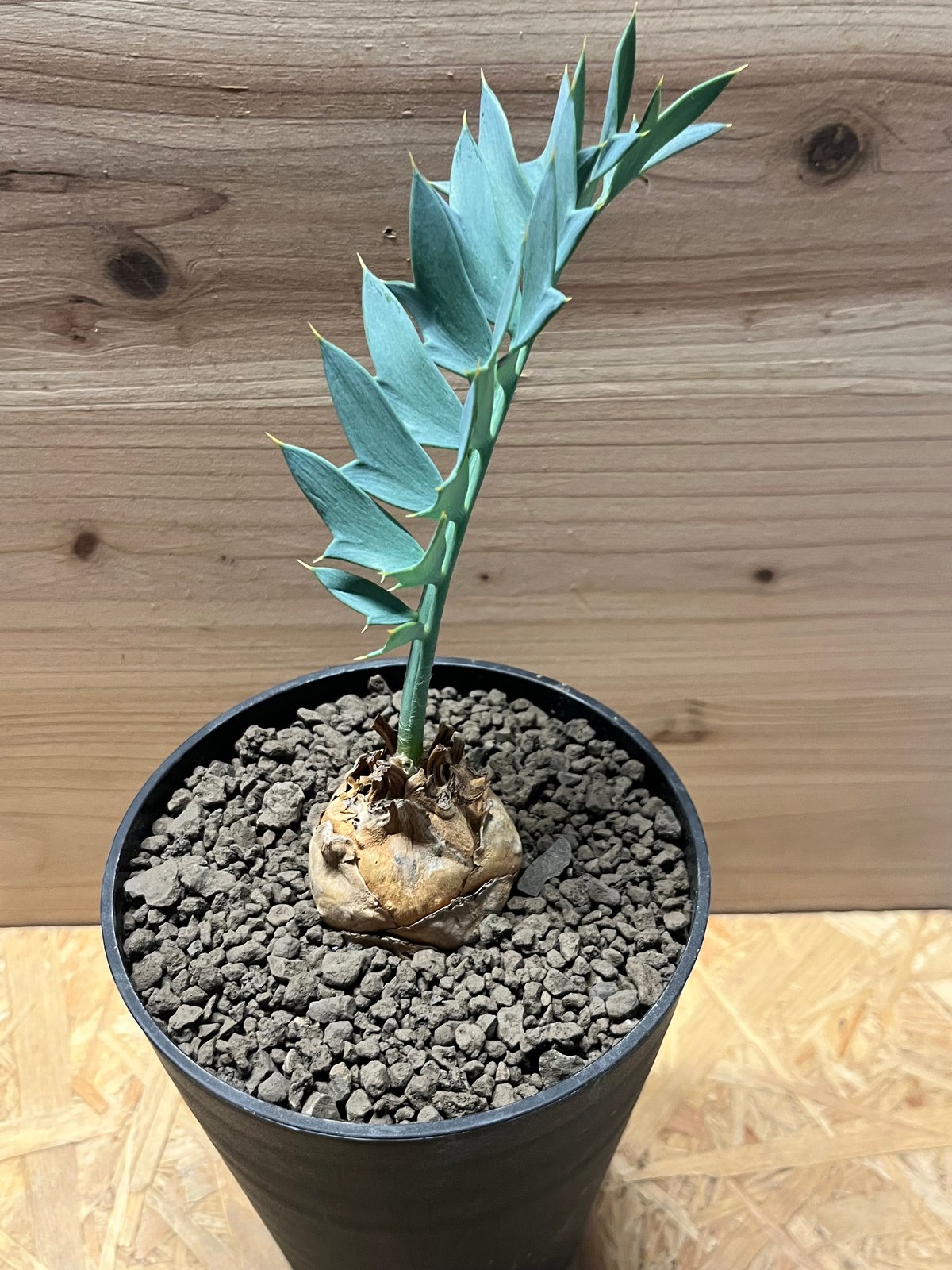 Apホリダス エンセファラルトス ホリダス | GREEN LUCK