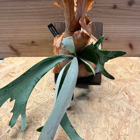 ベイチー | STORES